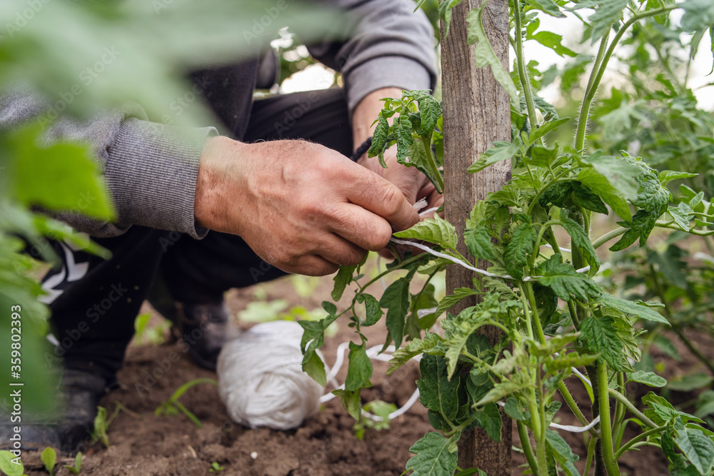 Close up on hands of unknown caucasian man tie the tomato plant to the wood stick while working on the planting in the garden agriculture traditional organic food production on farm in balkan Close up on hands of unknown caucasian man tie the tomato plant to the wood stick while working on the planting in the garden agriculture traditional organic food production on farm in balkan