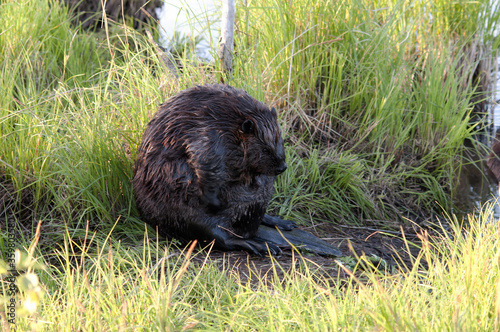 Beaver Stock Photos. Beaver grooming making show. Beaver wild animal. Beaver close-up sitting on grass by the pond while grooming and displaying head, eyes. ears, tail, wet fur, brown fur .