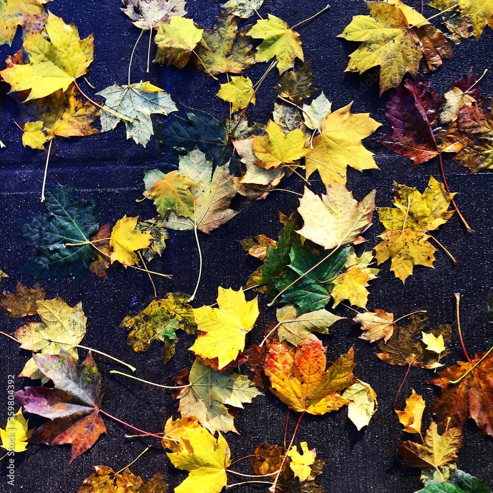 Fall Leaves on Wet Sidewalk, Seattle, WA
