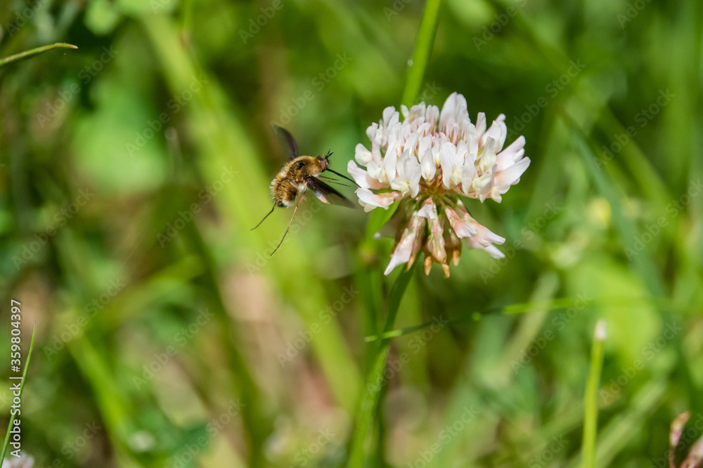 Bee Fly Feeding on White Clover Flowers Bee Fly Feeding on White Clover Flowers