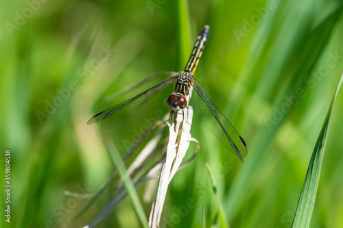Blue Dasher Dragonfly in Springtime © Erik