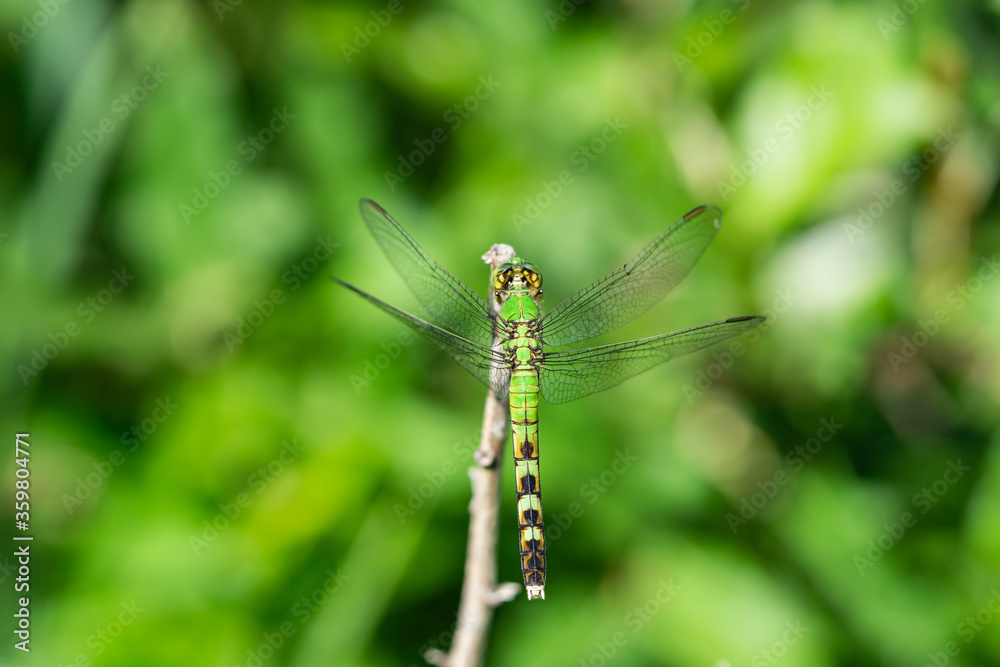 Eastern Pondhawk Dragonfly in Springtime Eastern Pondhawk Dragonfly in Springtime