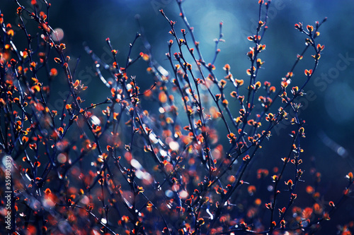 Flowers at night lights with bokeh