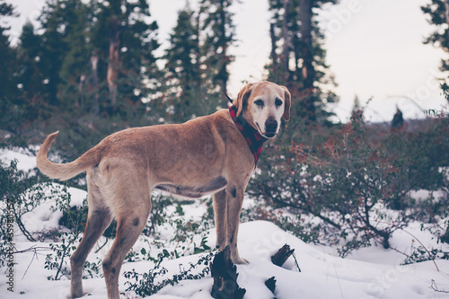 Fototapeta Naklejka Na Ścianę i Meble -  dogs in snow