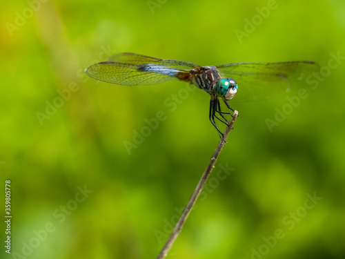 Dragonfly - Blue Dasher on a Stem