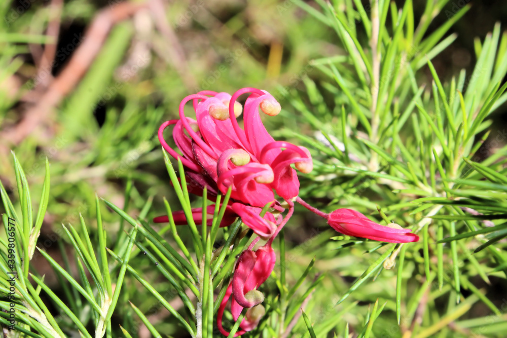 Grevillea ‘Pink Pearl’ cultivar (rosmarinifolia x juniperina hybrid