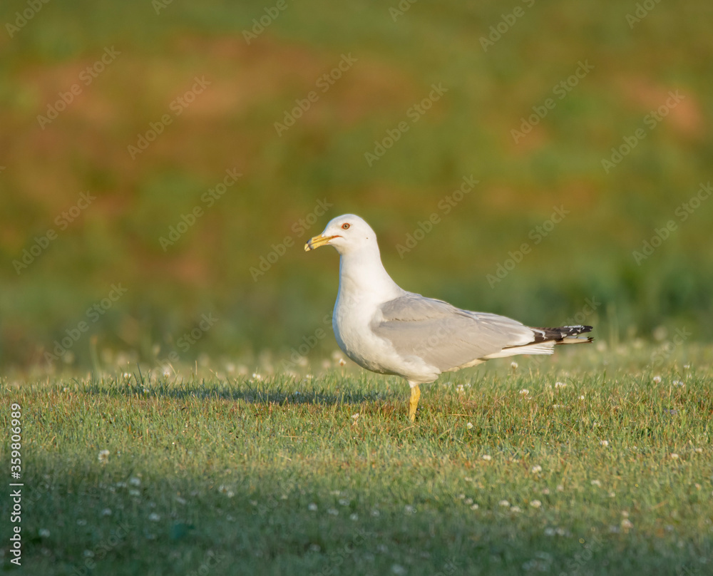 A ring-billed Gull on colourful grass at a park in morning light