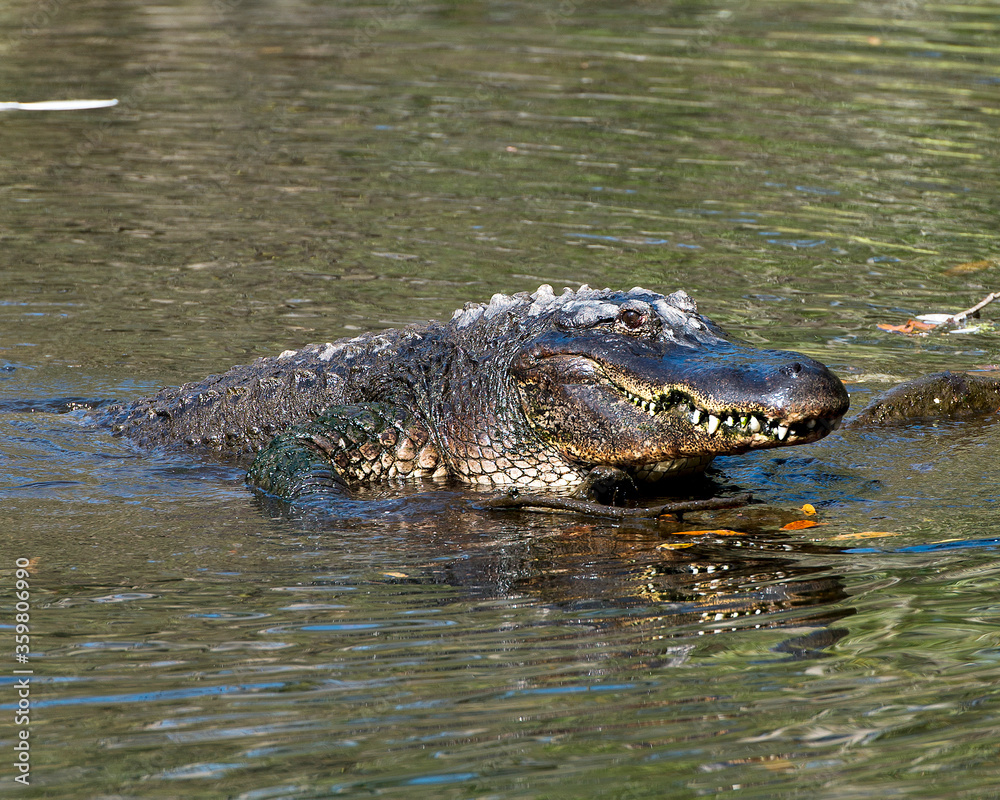 Alligator Stock Photos. Alligator head close-up profile view. Portrait. Photo. Image. Picture. Alligator head close-up profile view in the water exposing its head, teeth, nose, eyes. Alligator Stock Photos. Alligator head close-up profile view. Portrait. Photo. Image. Picture. Alligator head close-up profile view in the water exposing its head, teeth, nose, eyes.