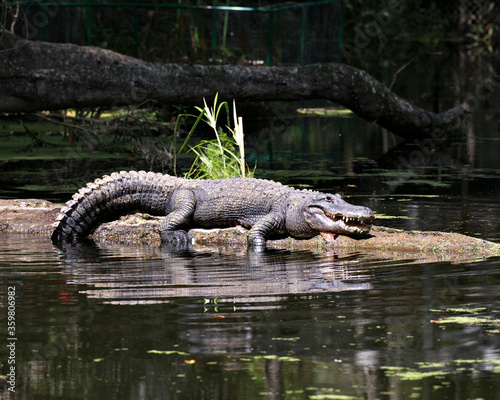 Alligator Stock Photos. Alligator resting on a log in its environment and surrounding. 