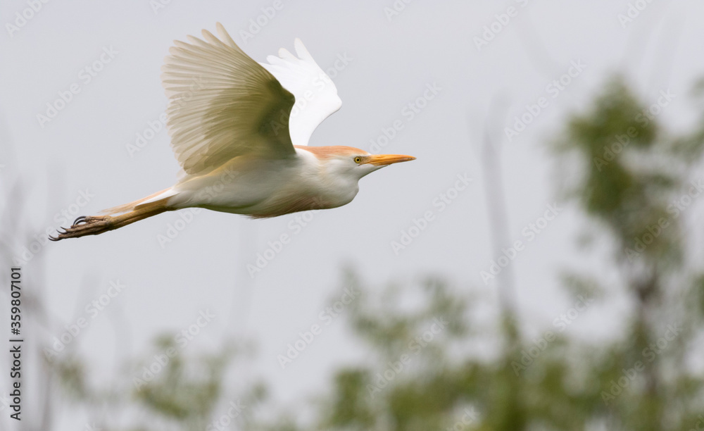 The cattle egret in flight at Brazos band state park, Texas The cattle egret in flight at Brazos band state park, Texas