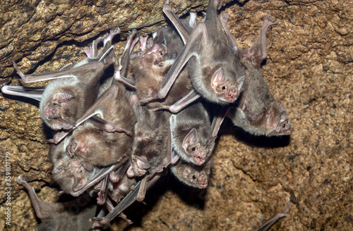 The colony of  Common vampire bats, Desmodus rotundus in the cave Fototapet