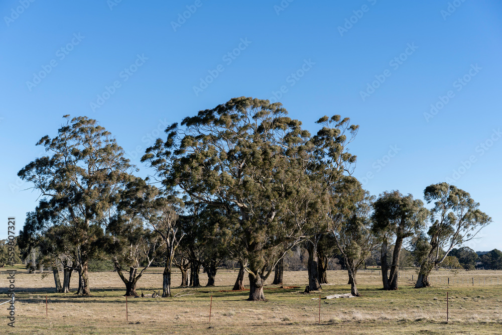 Fototapeta premium Outback Australia landscape of gum trees in the field, room for copy, bush, trees Eucalyptus