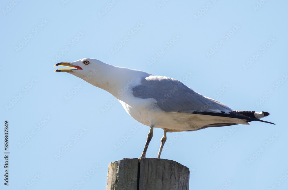 A ring-billed gull (Larus delawarensis)on a wooden post with blue sky background A ring-billed gull (Larus delawarensis)on a wooden post with blue sky background