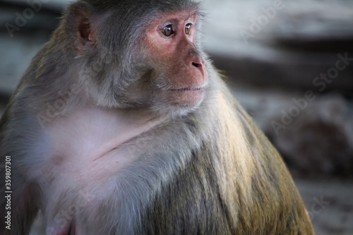 A beautiful Indian monkey or bonnet macaque with red face and brown eyes. photo