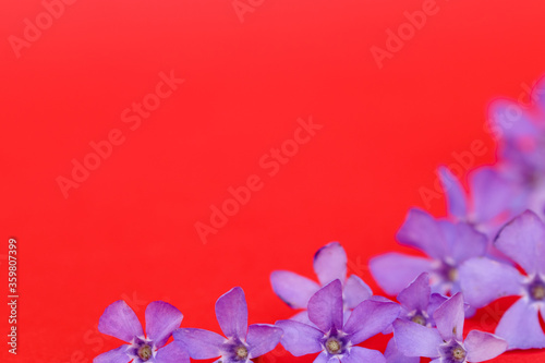 Composition on a red background of purple flowers. © digitalien