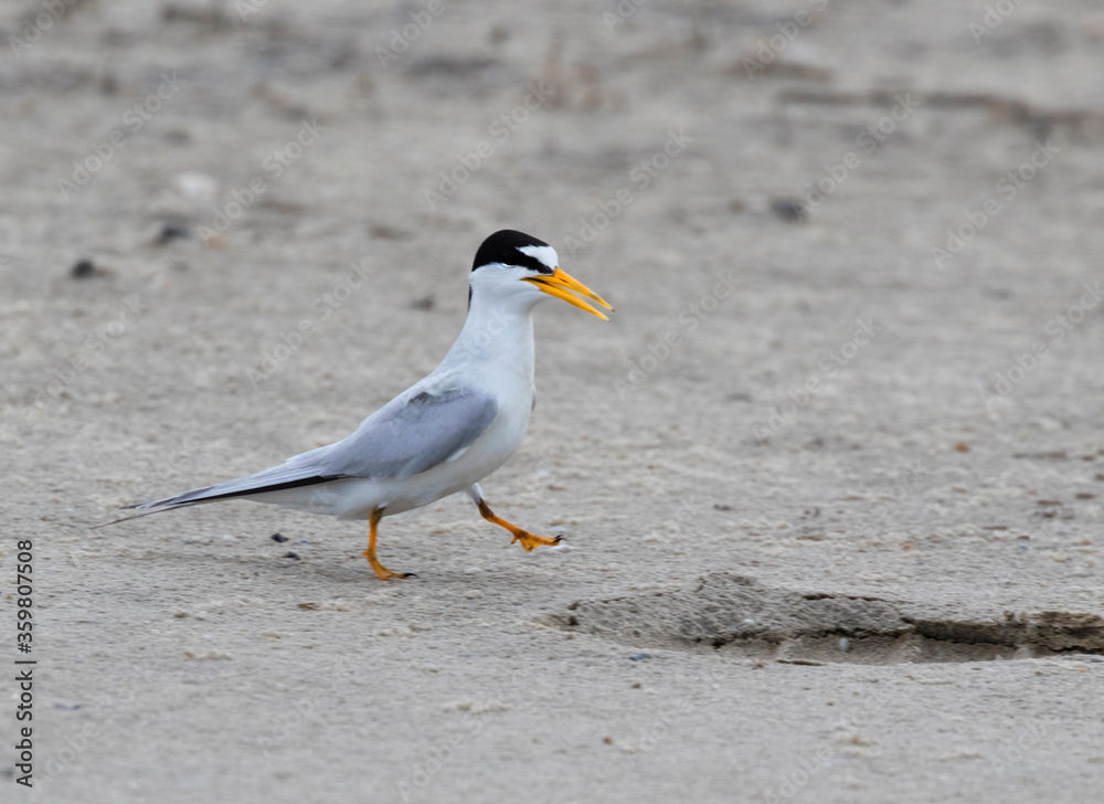 The male least tern is walking on the sand beach, Galveston, Texas
The male least tern is walking on the sand beach, Galveston, Texas