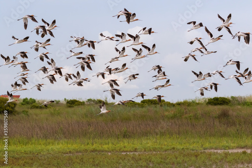 The flock of American avosets, Texas, Galveston