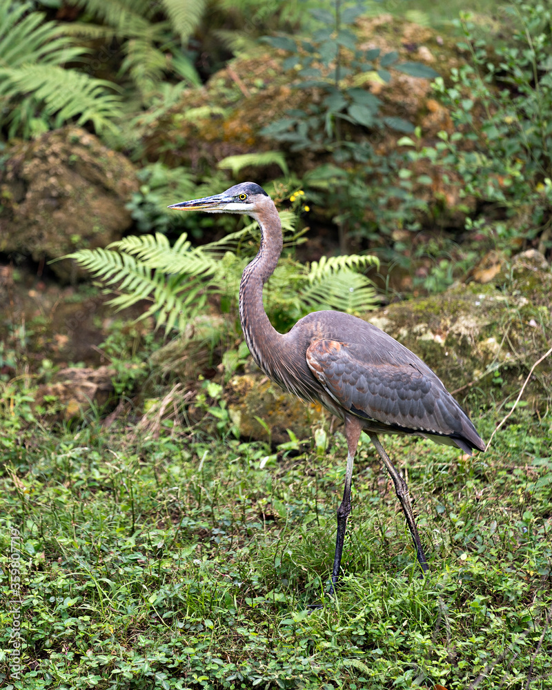 Blue Heron stock photos. Blue Heron bird standing tall with a nice foliage background and enjoying its surrounding and environment while exposing its body, wings, head, eye, long neck, legs, beak. Blue Heron stock photos. Blue Heron bird standing tall with a nice foliage background and enjoying its surrounding and environment while exposing its body, wings, head, eye, long neck, legs, beak.