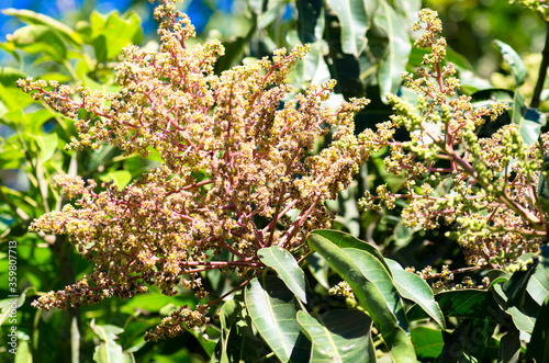 Flor da Mangueira