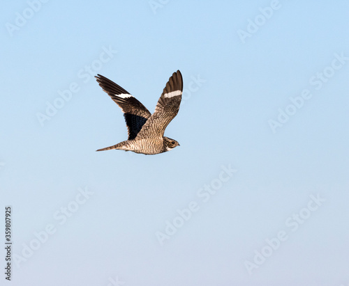 The common nighthawk (Chordeiles minor) in flight over wetland, Galveston, Texas, USA