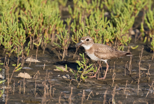 Принти на полотні Wilson's plover at the wetland, Galveston, Texas