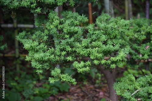 Tablou pe pânză Dwarf japanese yew is a Taxaceae evergreen tree with horizontal branches