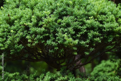 Dwarf japanese yew is a Taxaceae evergreen tree with horizontal branches.