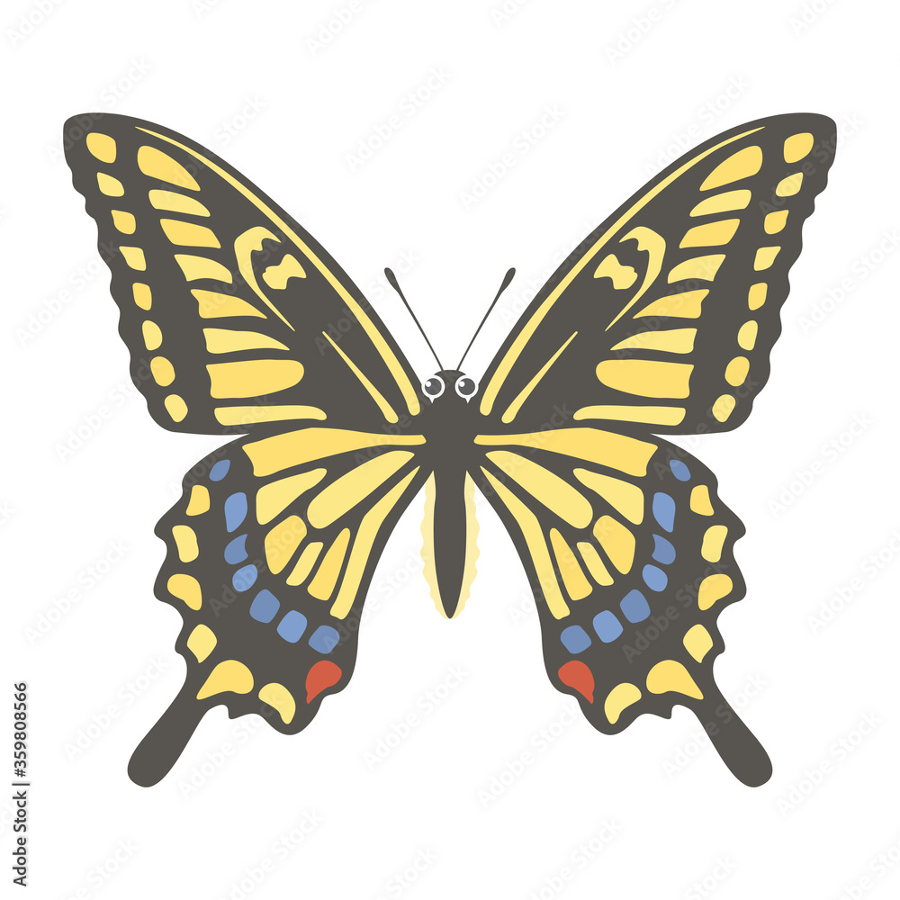 Fototapeta premium アゲハチョウのイラスト