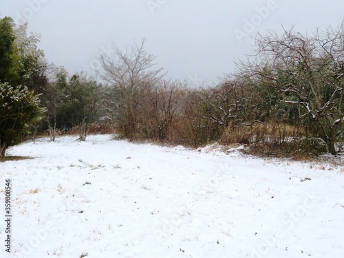 Wallpaper Mural 日本の田舎の風景　2月　雪の降った日　山の木々 Torontodigital.ca