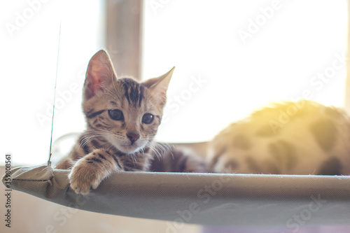 Cute little bengal kitty cat laying on the cat s window bed watching on the room.