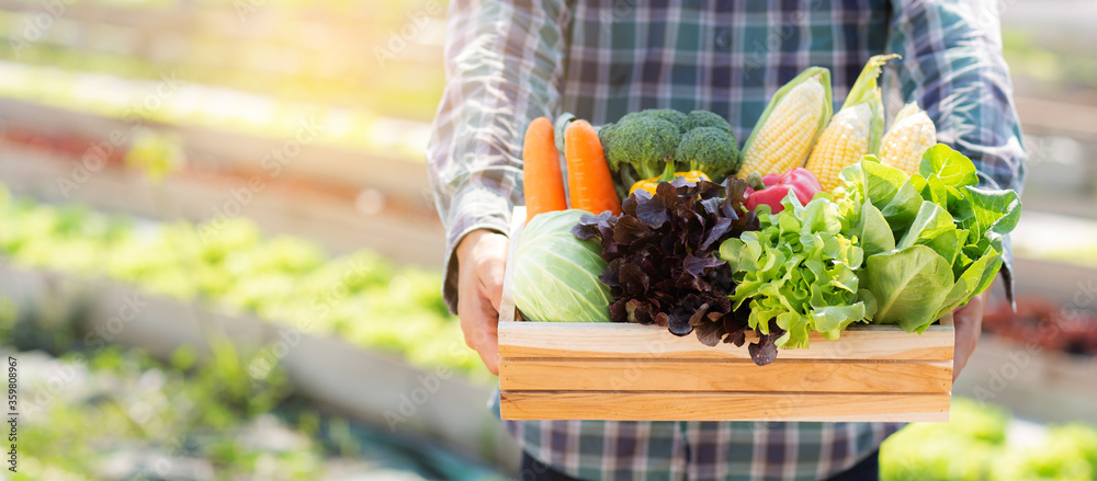 Portrait young asian man harvest and picking up fresh organic vegetable garden in basket in the hydroponic farm, agriculture and cultivation for healthy food and business concept, banner website. - obrazy, fototapety, plakaty 