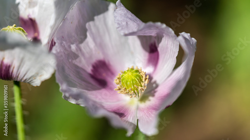 Opium Poppy  Papaver somniferum