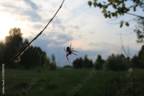 insect spider in the web between the trees