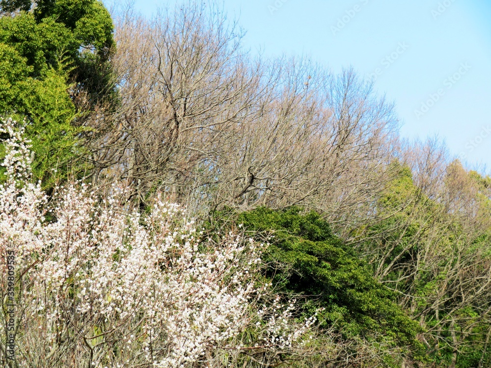 日本の田舎の風景　2月　花　梅の花と山の木々と青空