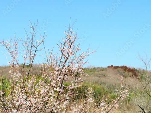 日本の田舎の風景　2月　花　梅の花と山の木々と青空