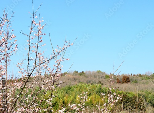 日本の田舎の風景　2月　花　梅の花と山の木々と青空