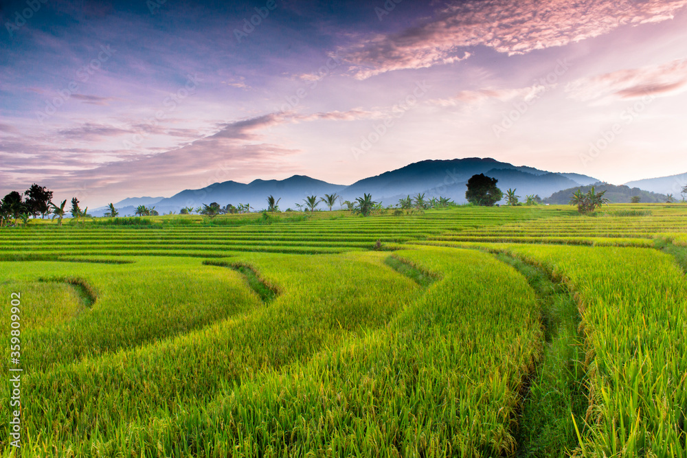 beauty morning with paddy fields and mountain north bengkulu, indonesia