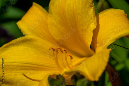 Yellow Daylily  Hemerocallis sp.