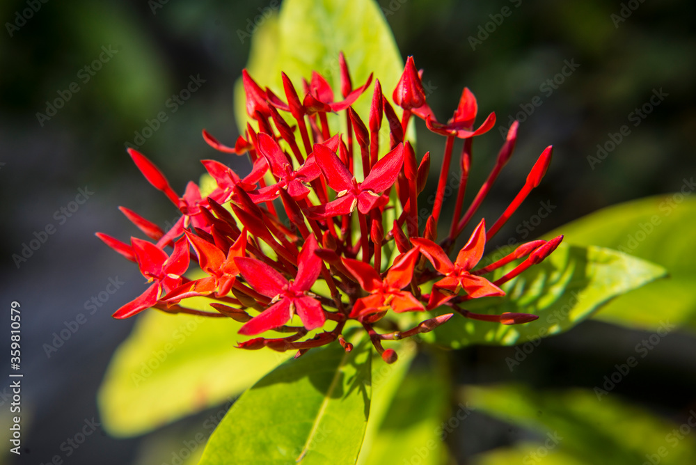 Red pin flowers from Thailand.