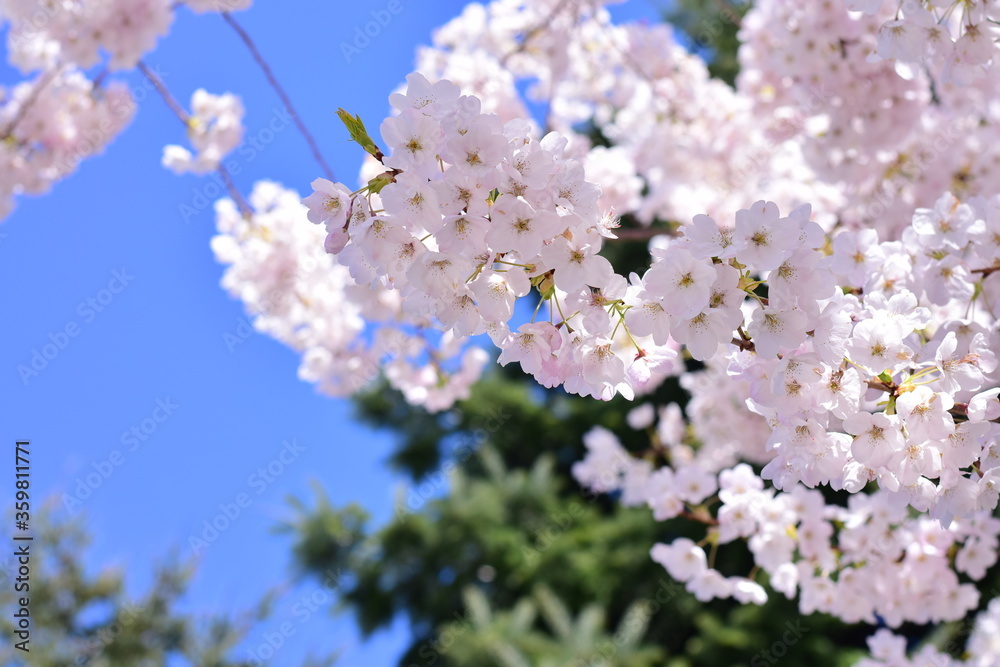 pink cherry blossom trees closeup spring flowers