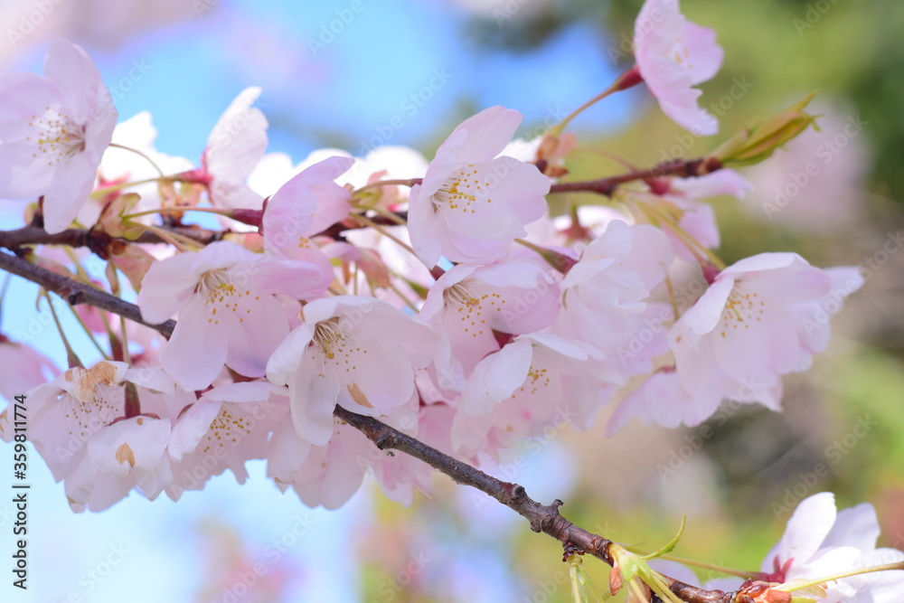 pink cherry blossom trees closeup spring flowers pink cherry blossom trees closeup spring flowers