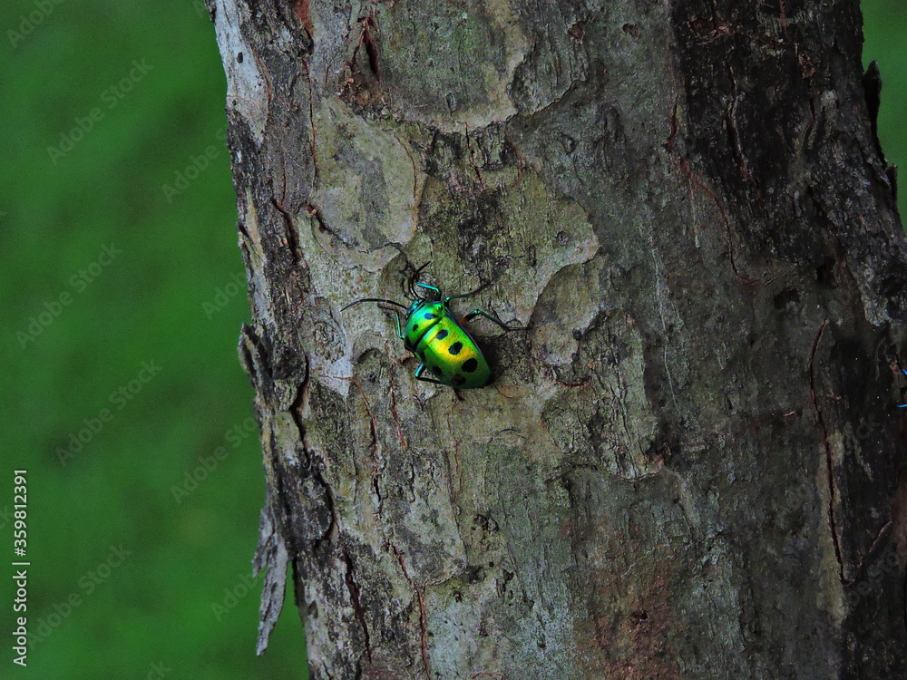 shiny green bug black spots on tree trunk shiny green bug black spots on tree trunk