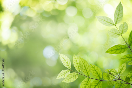 Green leaf on blurred greenery background in garden with copy space for text using as background natural green plants landscape  fresh wallpaper concept.