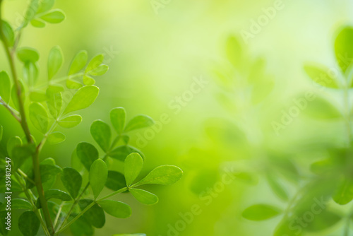 Green leaf on blurred greenery background in garden with copy space for text using as background natural green plants landscape, fresh wallpaper concept.
