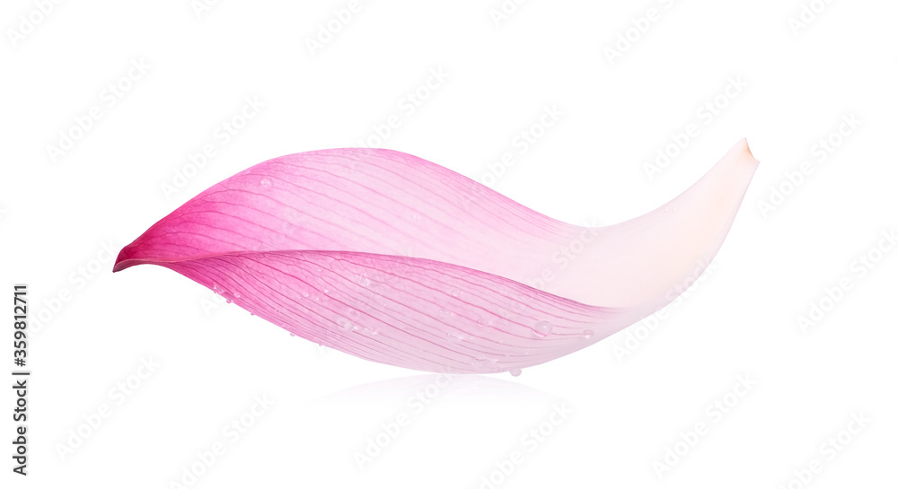 Lotus petals and water droplets isolated on the white background. Lotus petals and water droplets isolated on the white background.