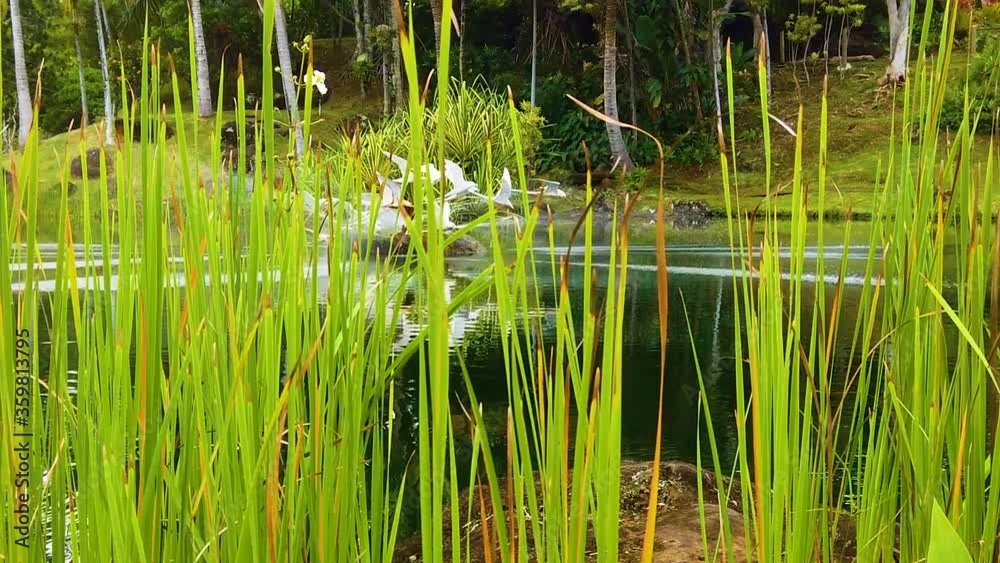 HD Hawaii Kauai slow motion boom up from tall grass with one white flower in the foreground to reveal a lake with a sculpture of flying birds and a fountain HD Hawaii Kauai slow motion boom up from tall grass with one white flower in the foreground to reveal a lake with a sculpture of flying birds and a fountain