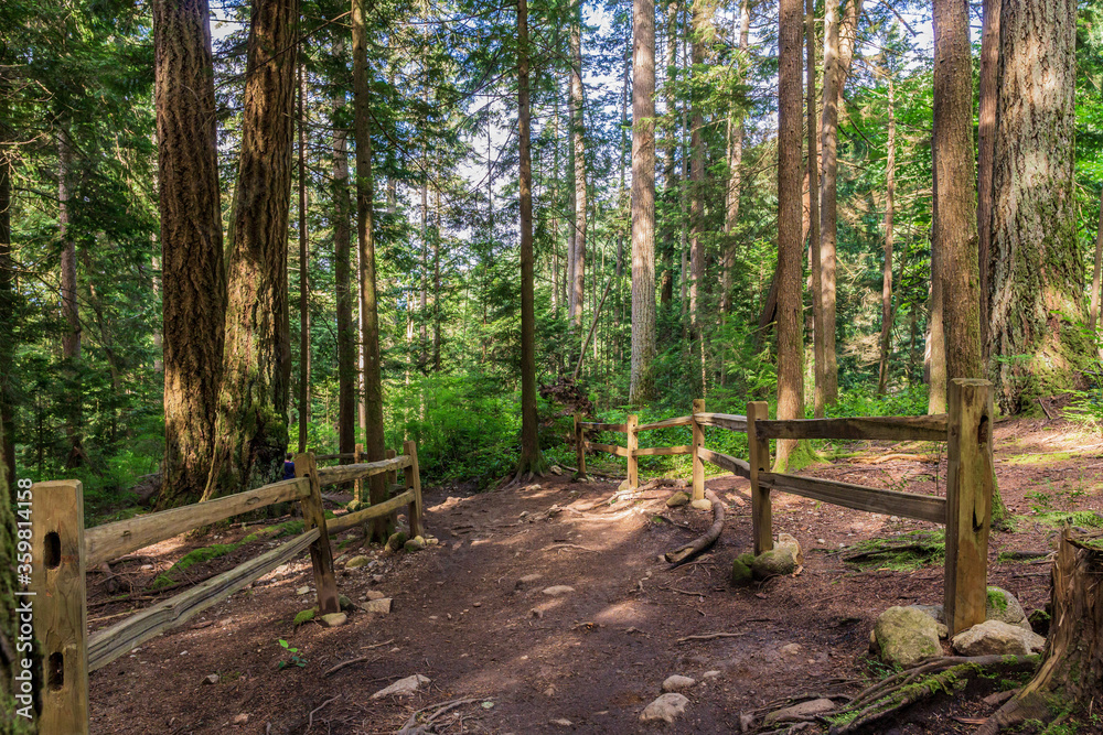 Footpath hiking trail in summer forest park british columbia canada. Footpath hiking trail in summer forest park british columbia canada.