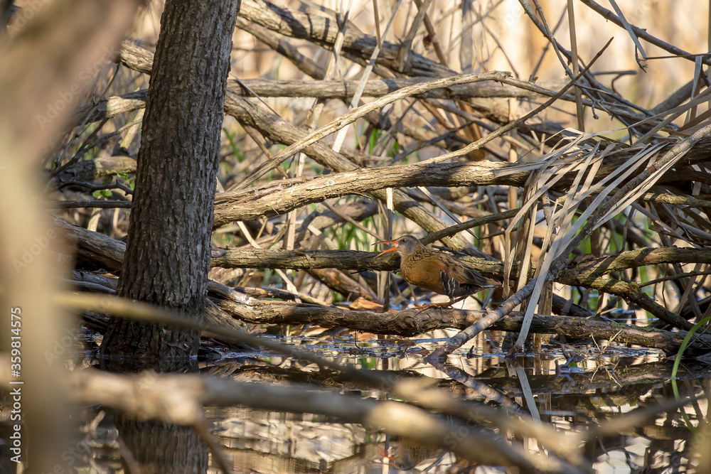 Virginia rail. Wading bird looking for food in the shallow overgrown waters of swamps and reeds Virginia rail. Wading bird looking for food in the shallow overgrown waters of swamps and reeds