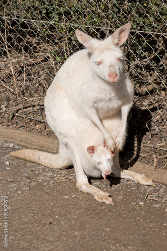 the albino wallaby has a joey in her pouch