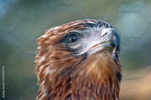 the black kite is a raptor